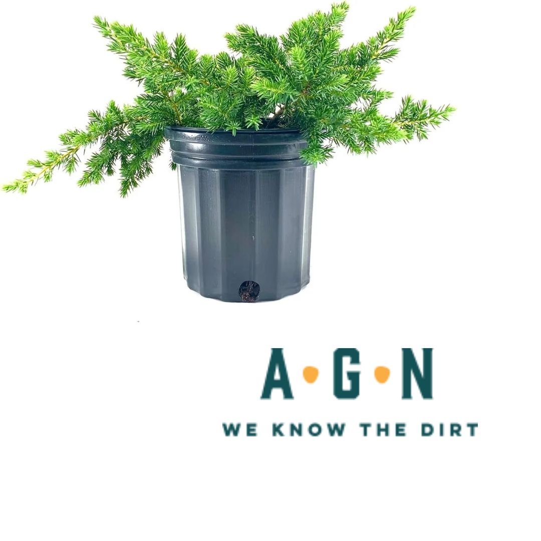 Blue Pacific Juniper - America's Gardens Nursery