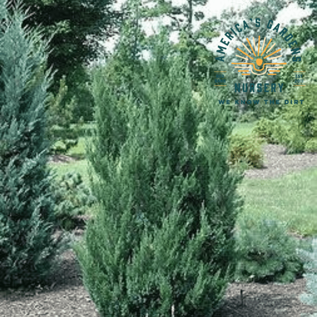 Blue Point Juniper - America's Gardens Nursery
