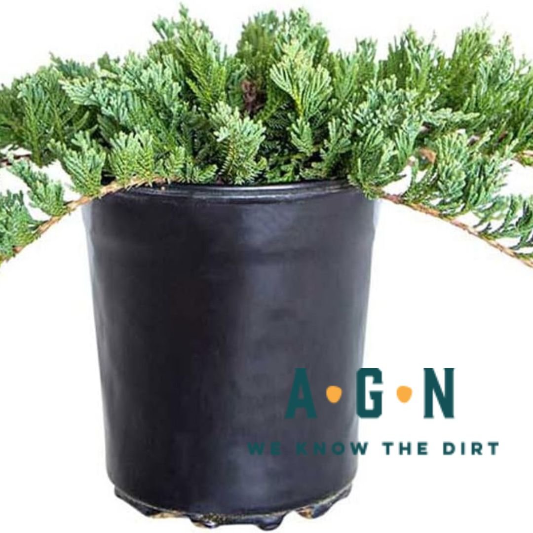 Blue Rug Juniper - America's Gardens Nursery