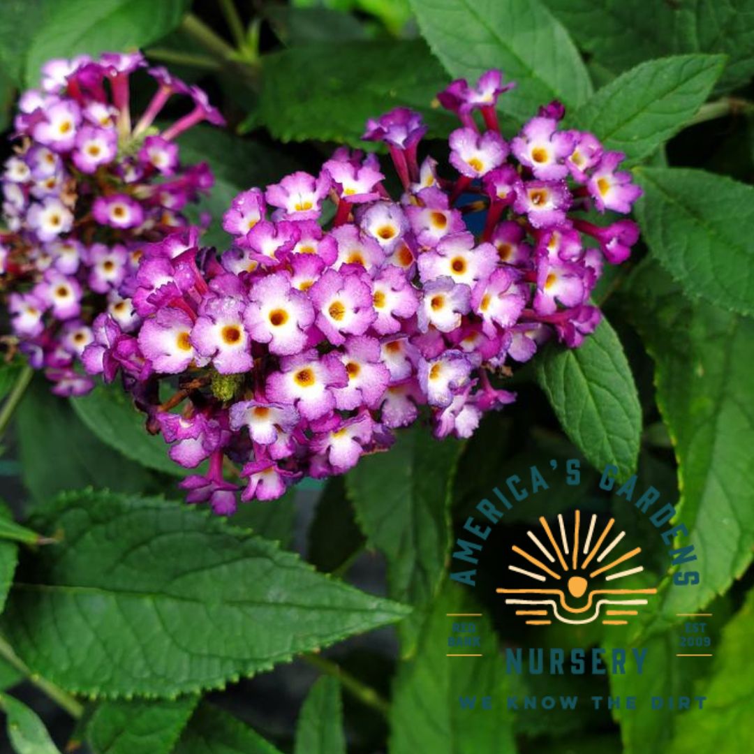 Blueberry Pie Butterfly Bush - America's Gardens Nursery