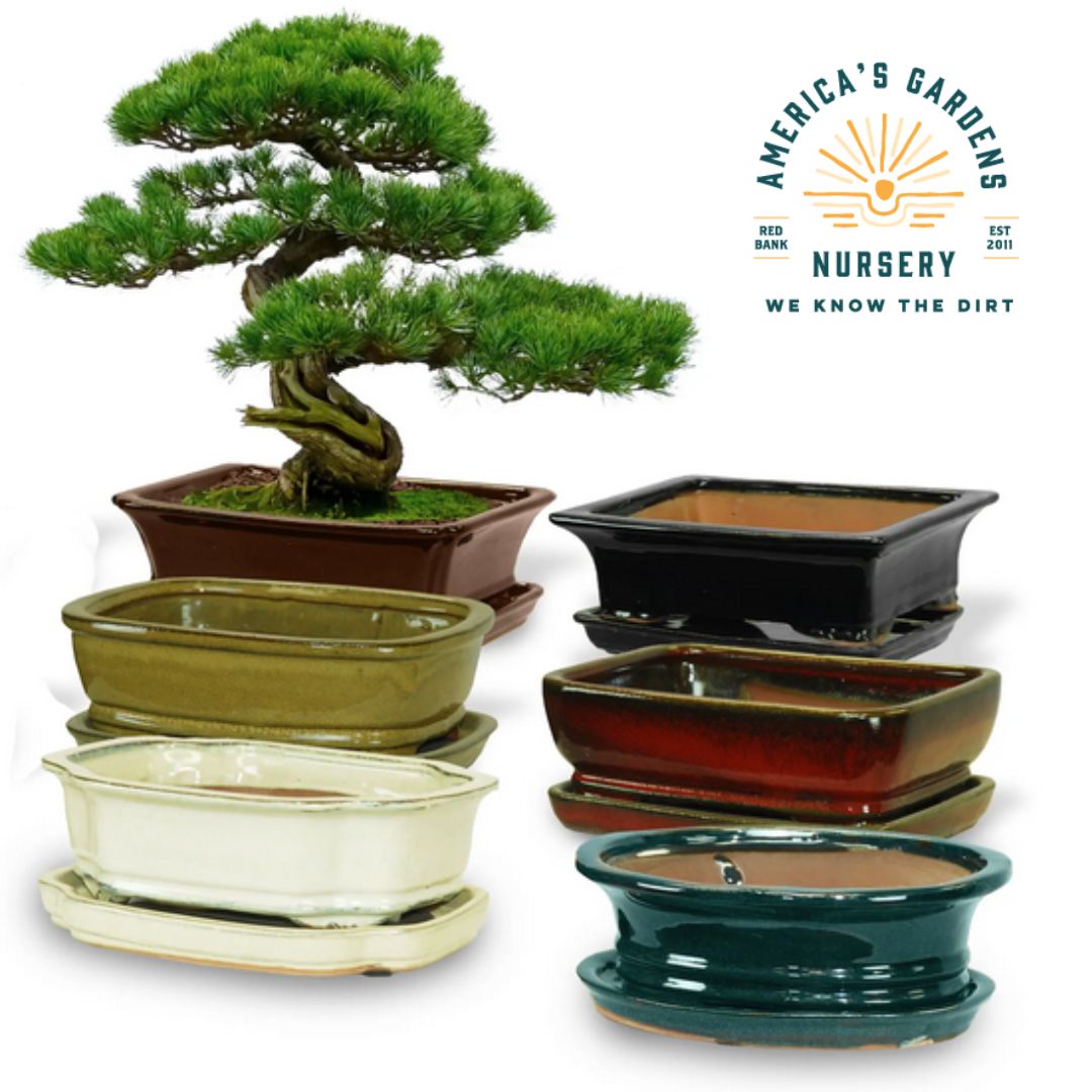 Bonsai Low Dish Pots - America's Gardens Nursery