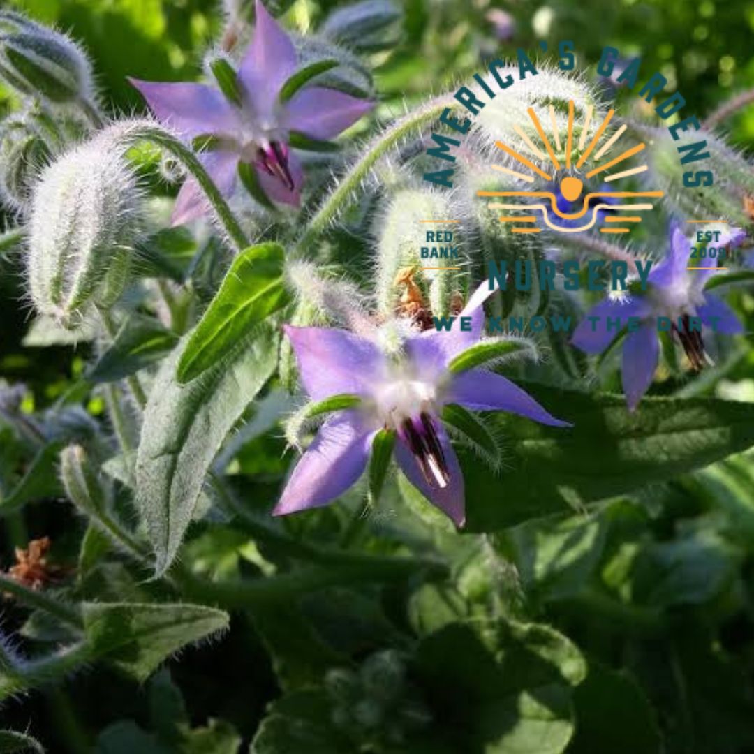 Borage (Starflower) - America's Gardens Nursery