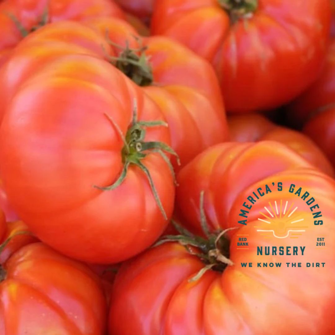 Brandywine Red Organic Tomato Plant - America's Gardens Nursery