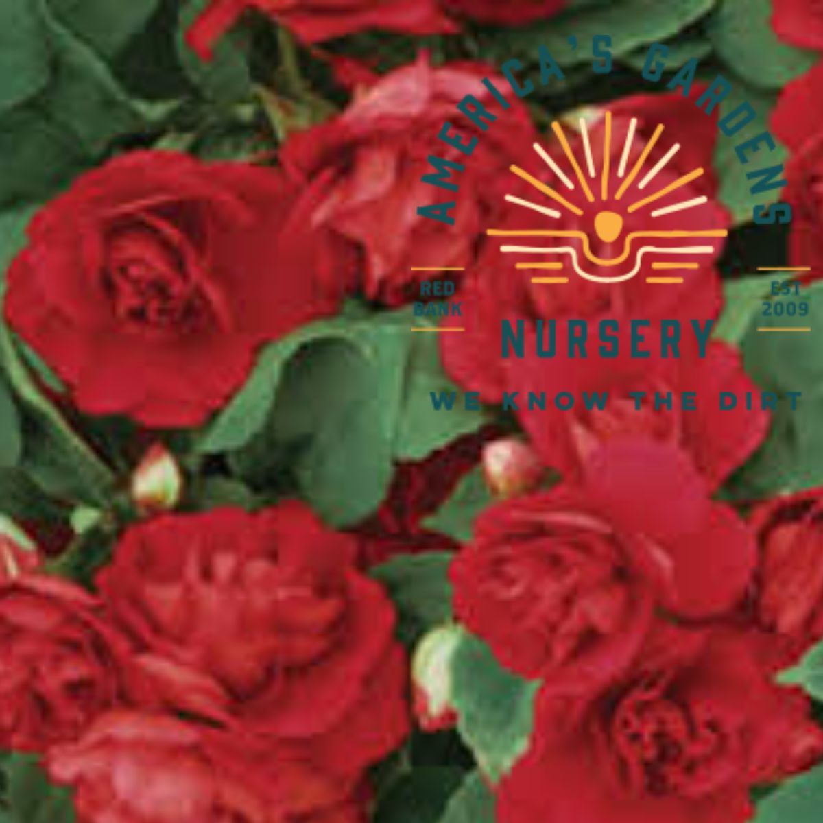 Bright Red Beacon Impatiens - America's Gardens Nursery