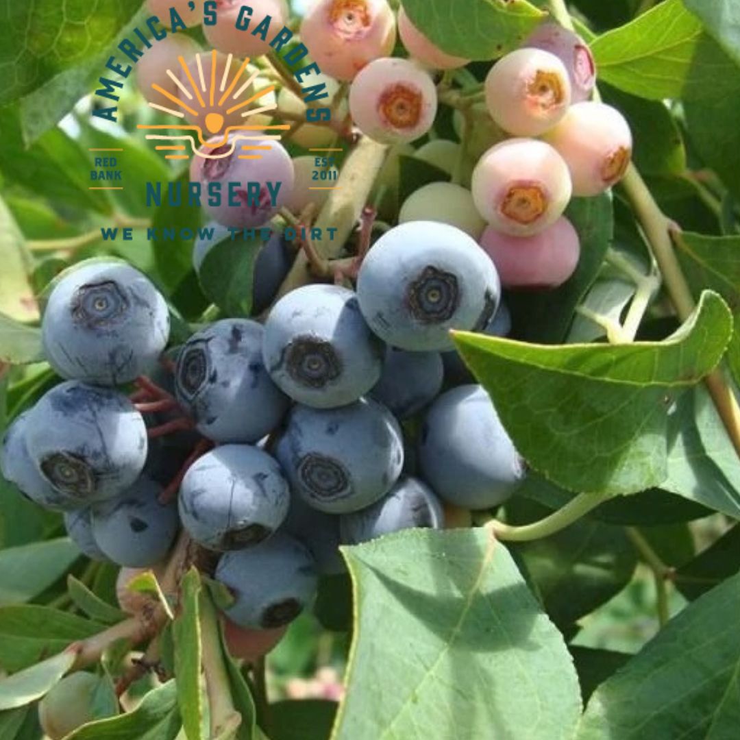 Brightwell Rabbiteye Blueberry Plant - America's Gardens Nursery