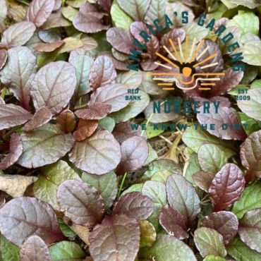 Bronze Beauty Ajuga - America's Gardens Nursery