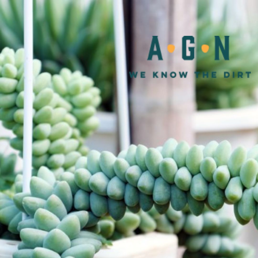 Burro's Tail - America's Gardens Nursery