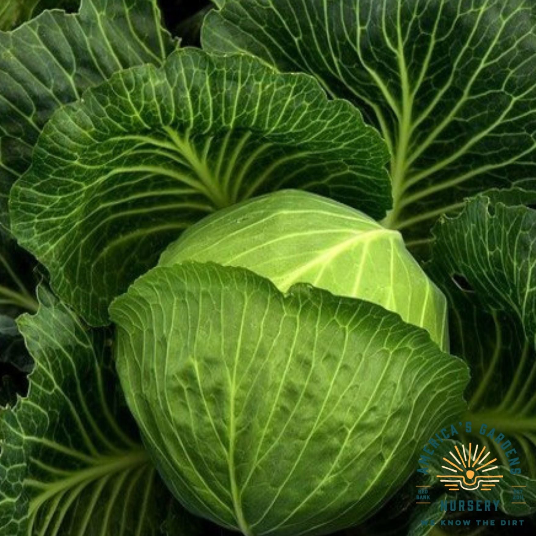 Cabbage Golden Acre - America's Gardens Nursery