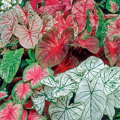 Caladium - America's Gardens Nursery