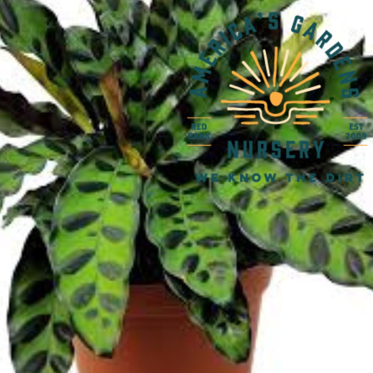 Calathea Rattlesnake Prayer Plant - America's Gardens Nursery