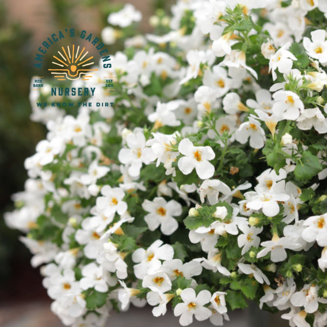 Calypso Jumbo White Bacopa - America's Gardens Nursery