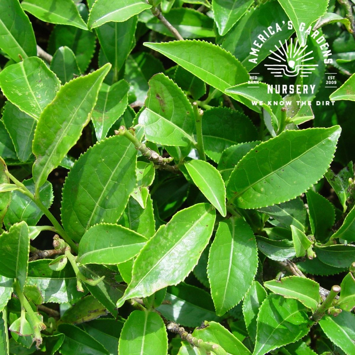 Camellia Sinensis - America's Gardens Nursery
