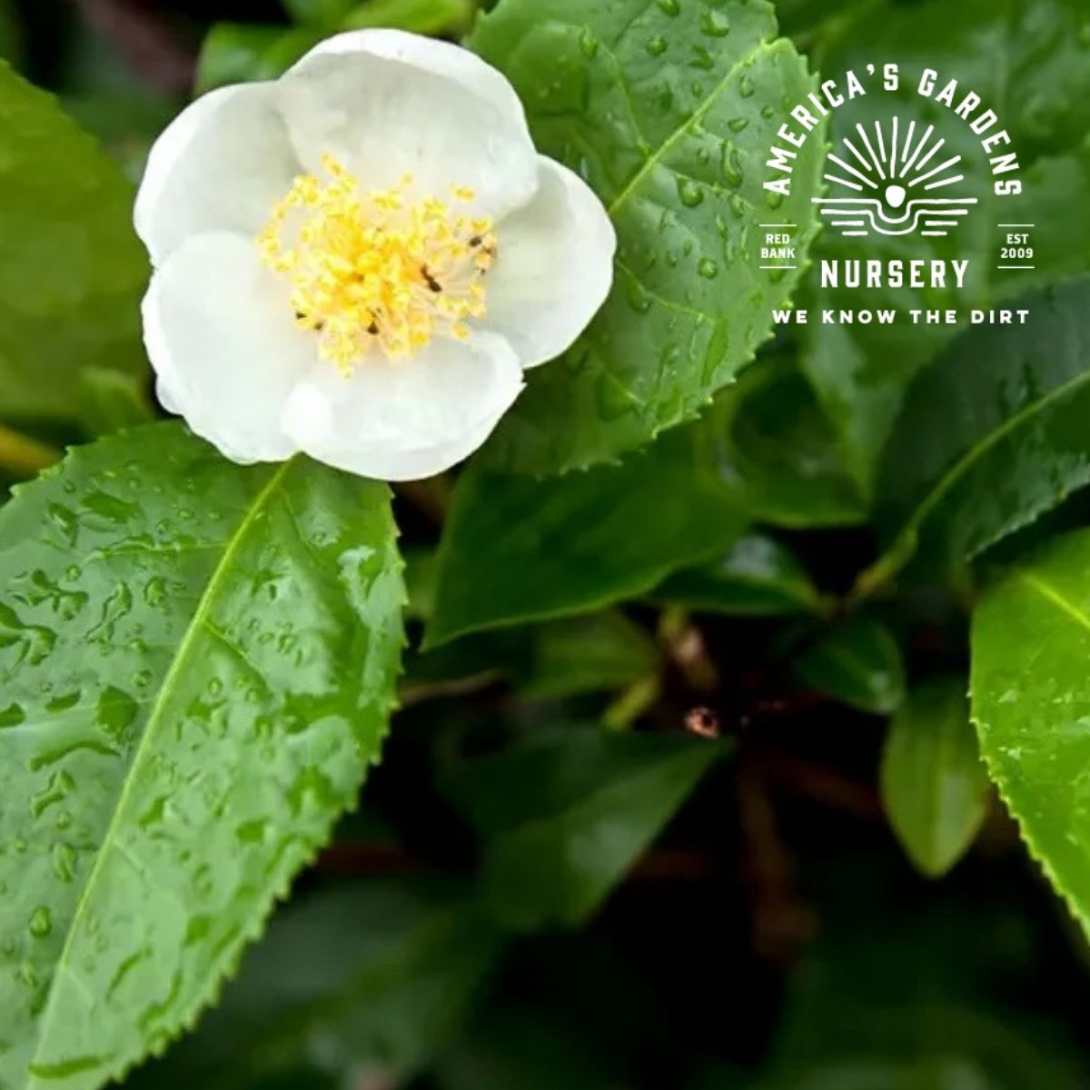 Camellia Sinensis - America's Gardens Nursery