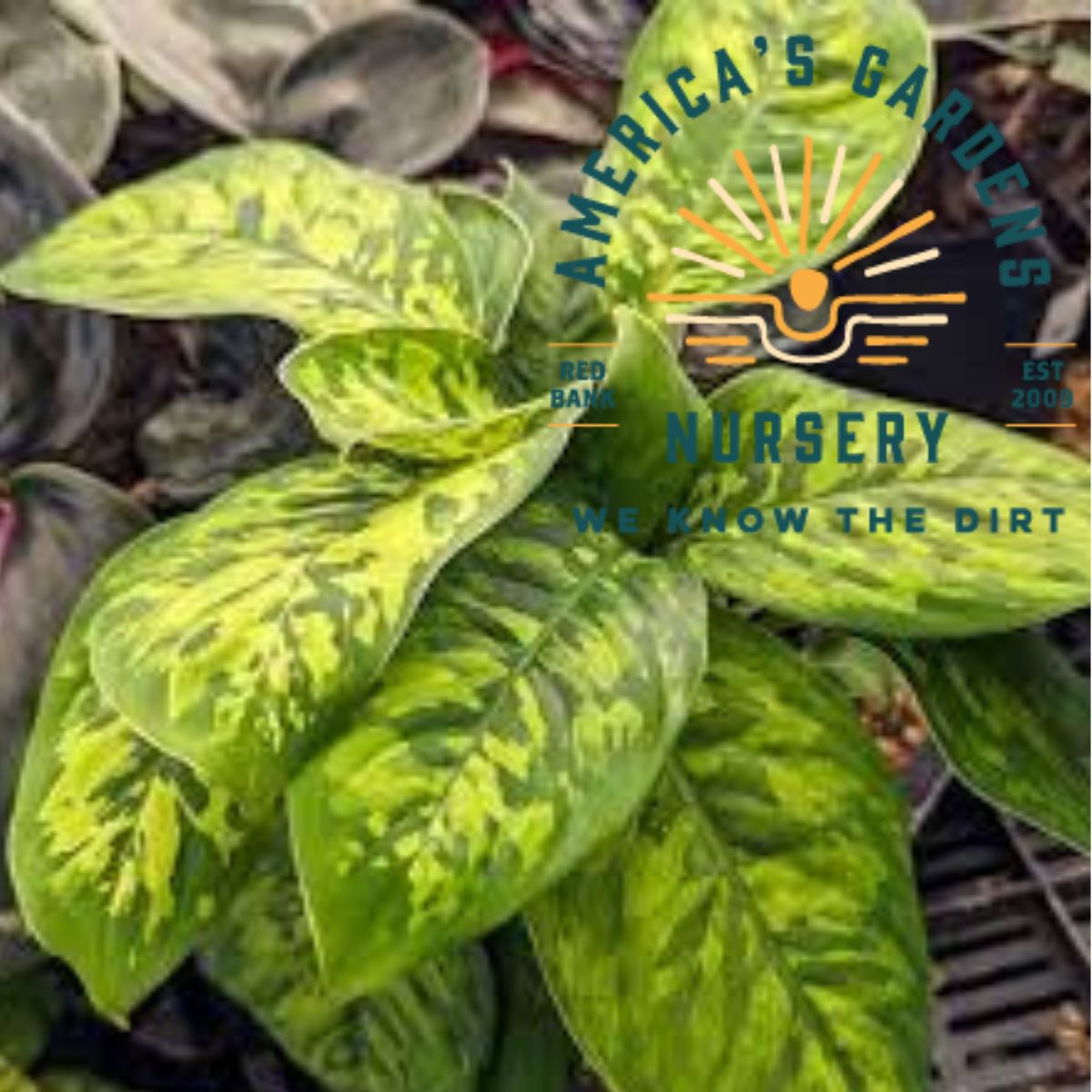Camouflage Homalomena - America's Gardens Nursery