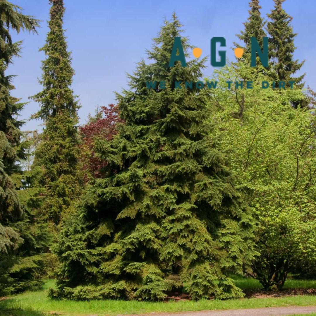 Canadian Hemlock - America's Gardens Nursery