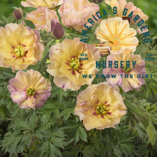 Canary Brilliants Itoh Peony - America's Gardens Nursery