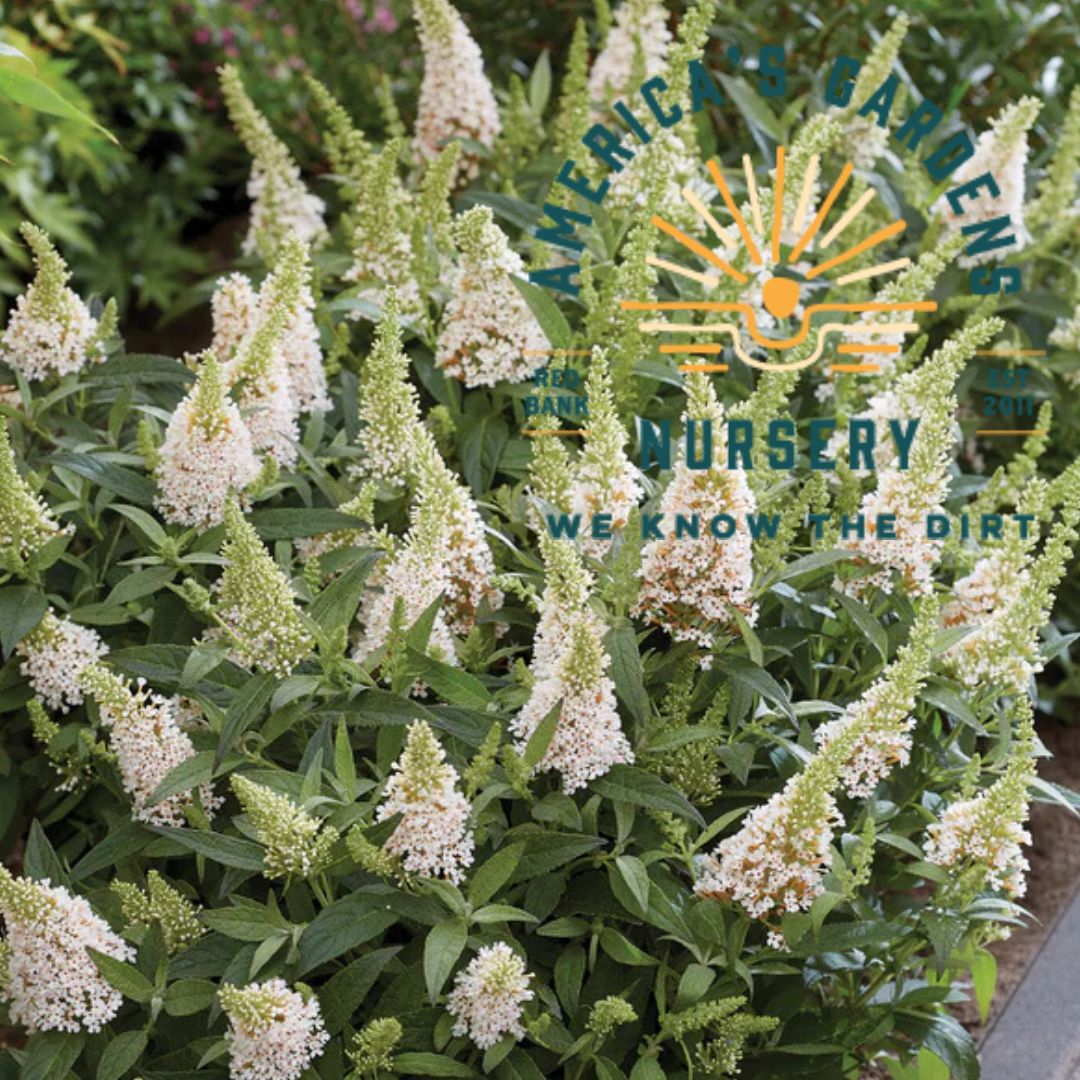 Candy Lil Butterfly Bush - America's Gardens Nursery