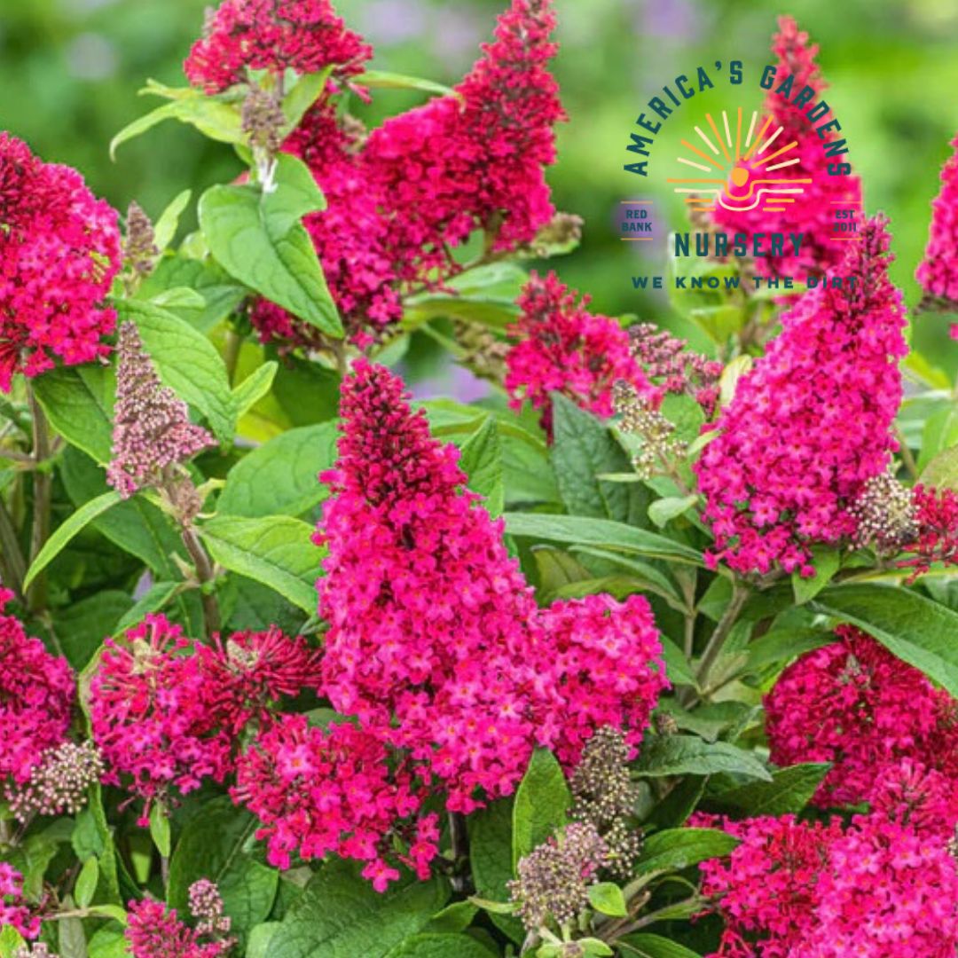 Candy Lil Butterfly Bush - America's Gardens Nursery