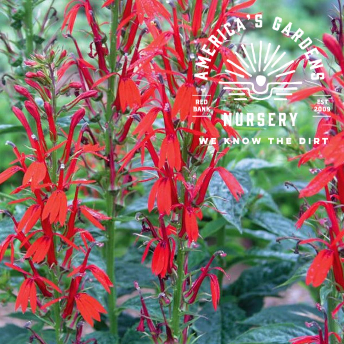 Cardinal Lobelia - America's Gardens Nursery