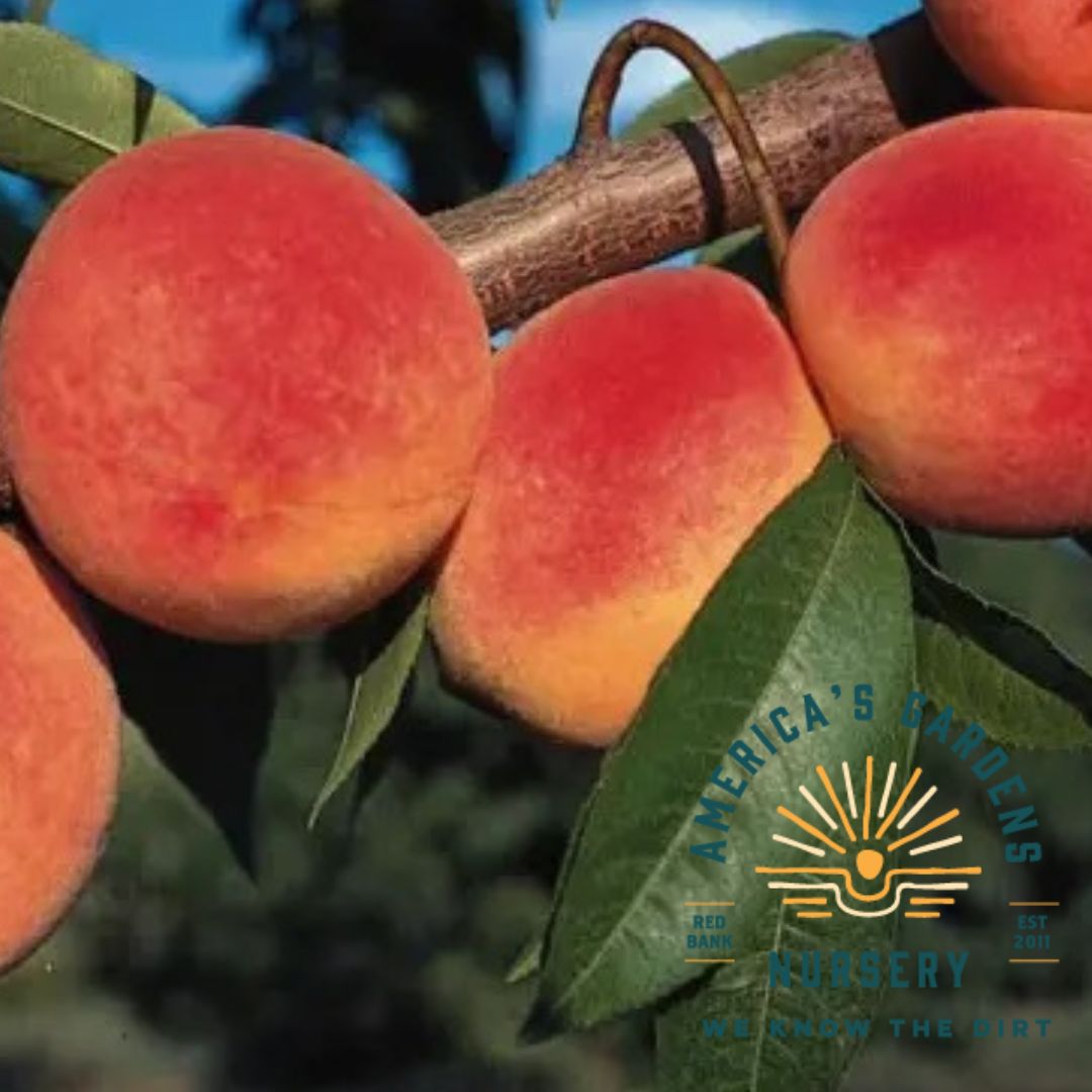 Carolina Gold Peach Tree - America's Gardens Nursery