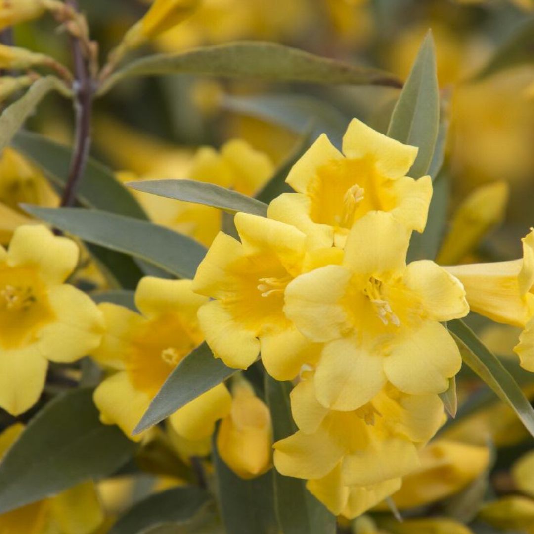Carolina Jasmine - America's Gardens Nursery