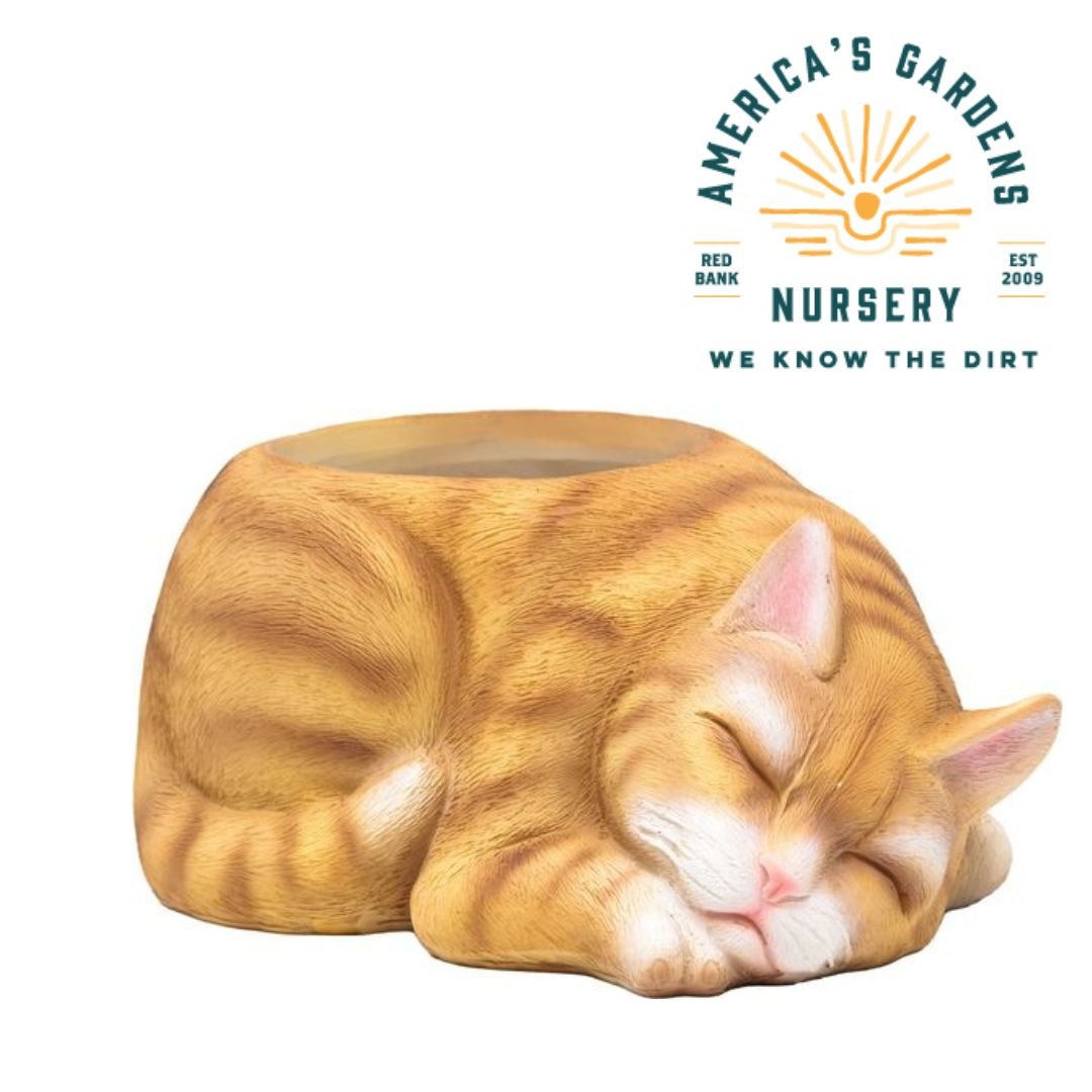 Cat Flower Pot - America's Gardens Nursery