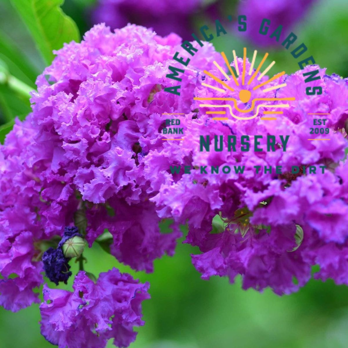 Cawtaba Purple Crepe Myrtle - America's Gardens Nursery