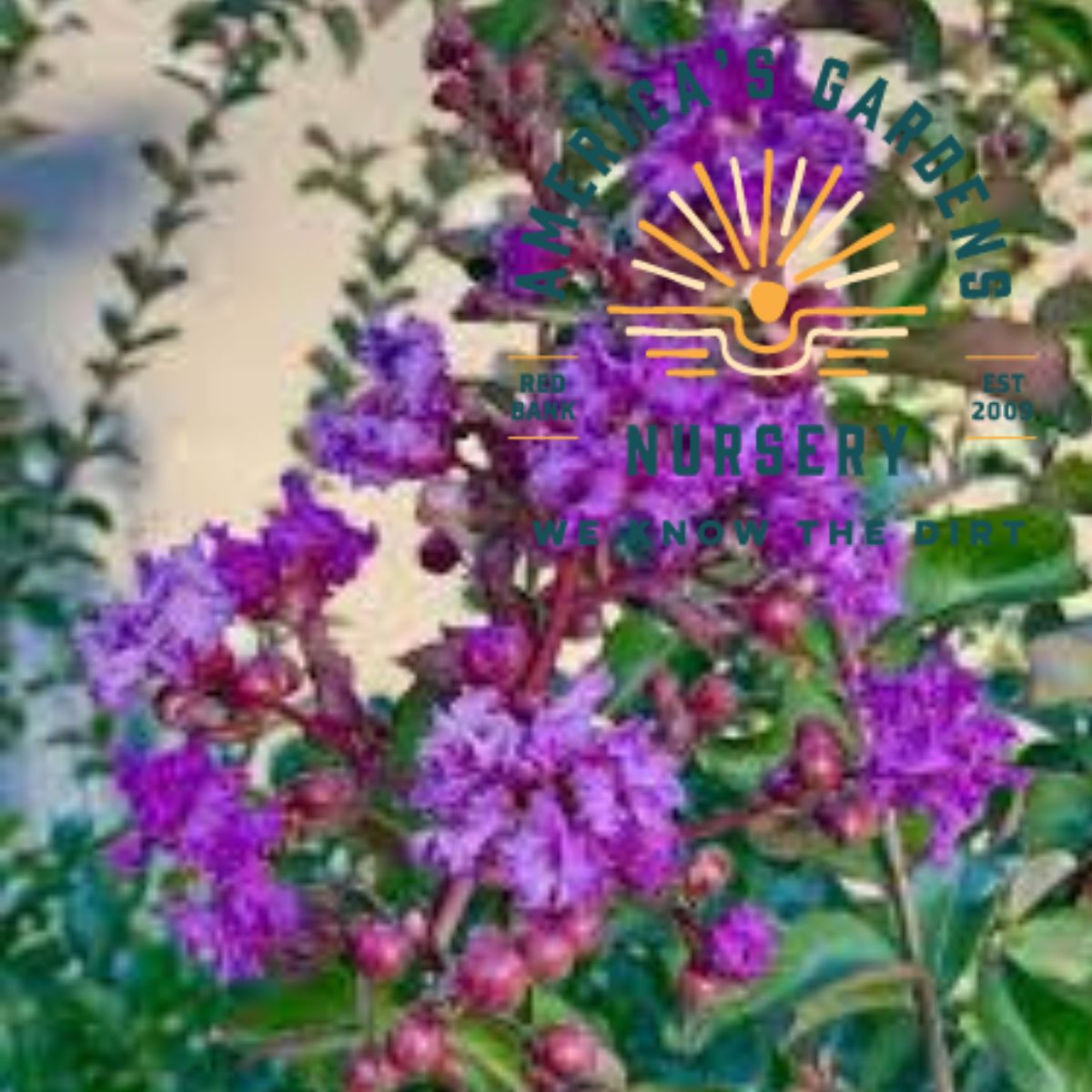 Cawtaba Purple Crepe Myrtle - America's Gardens Nursery