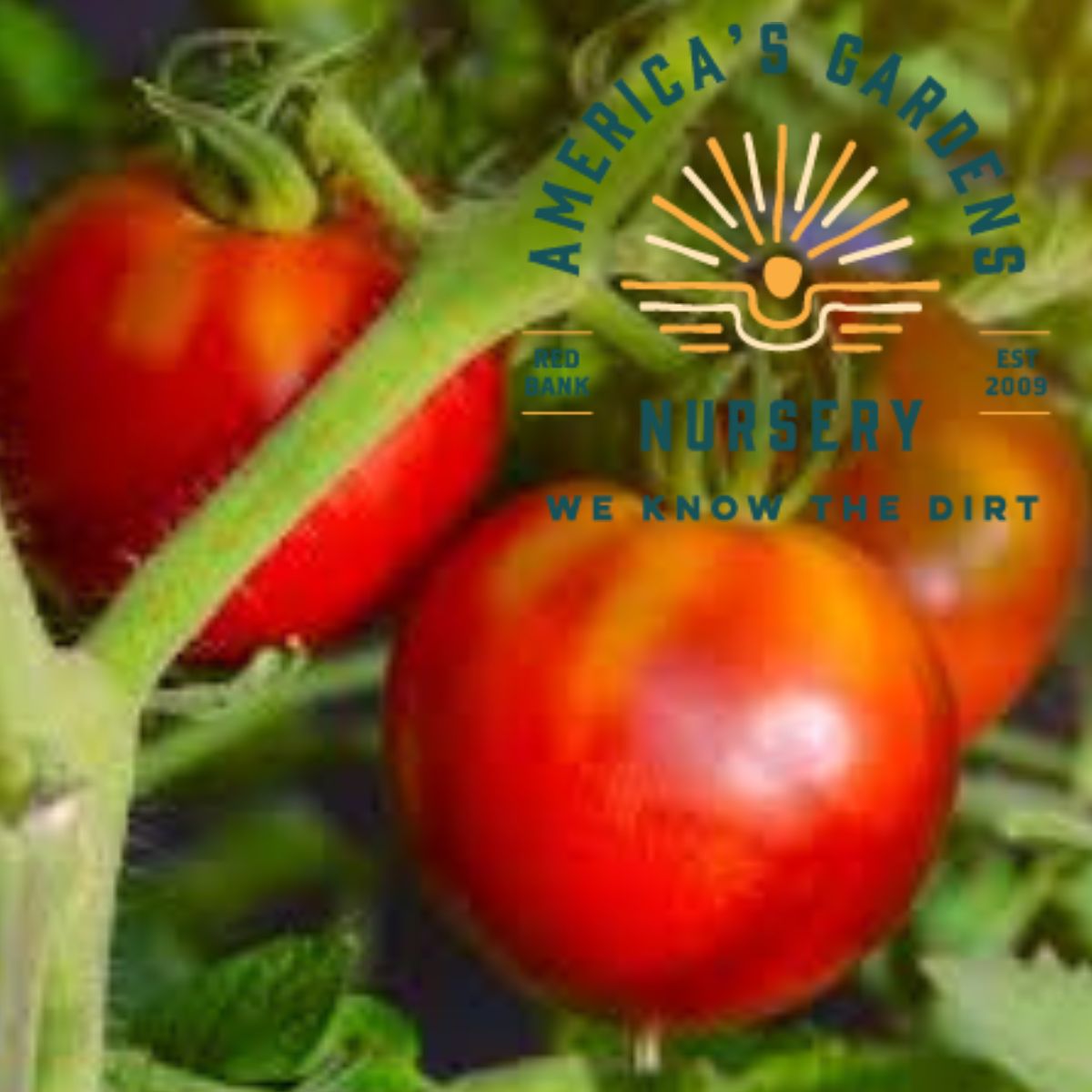 Celebrity Plus Tomato Plant - America's Gardens Nursery