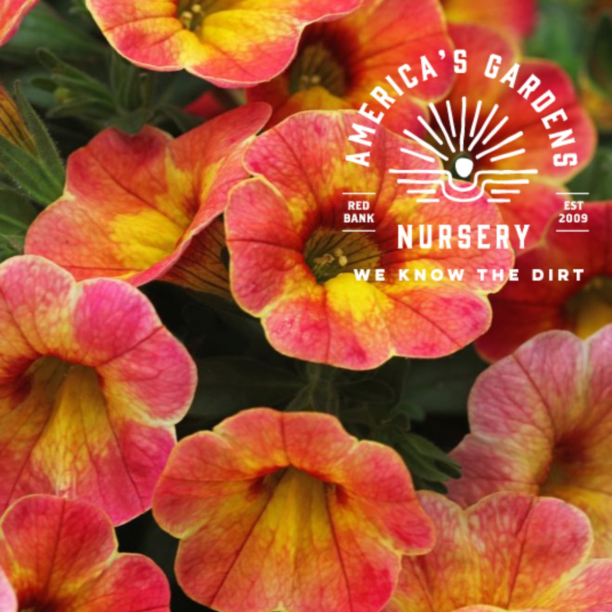Chameleon Atomic Orange Calibrachoa - America's Gardens Nursery