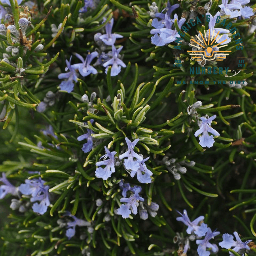 Chef's Choice Rosemary - America's Gardens Nursery