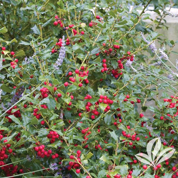 China Twin Holly - America's Gardens Nursery