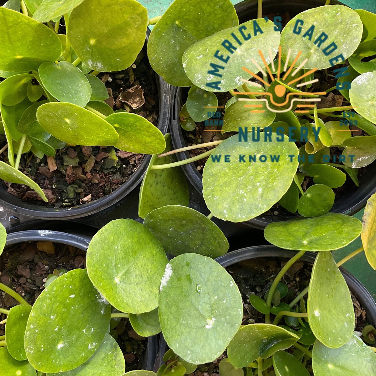Chinese Money Plant - America's Gardens Nursery