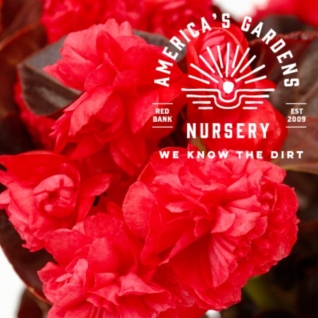 Chocolate Cherry Birthday Bash Double Begonia - America's Gardens Nursery