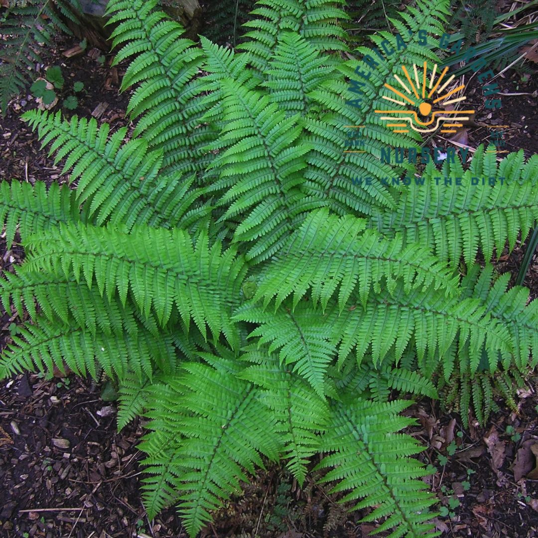 Christmas Fern - America's Gardens Nursery