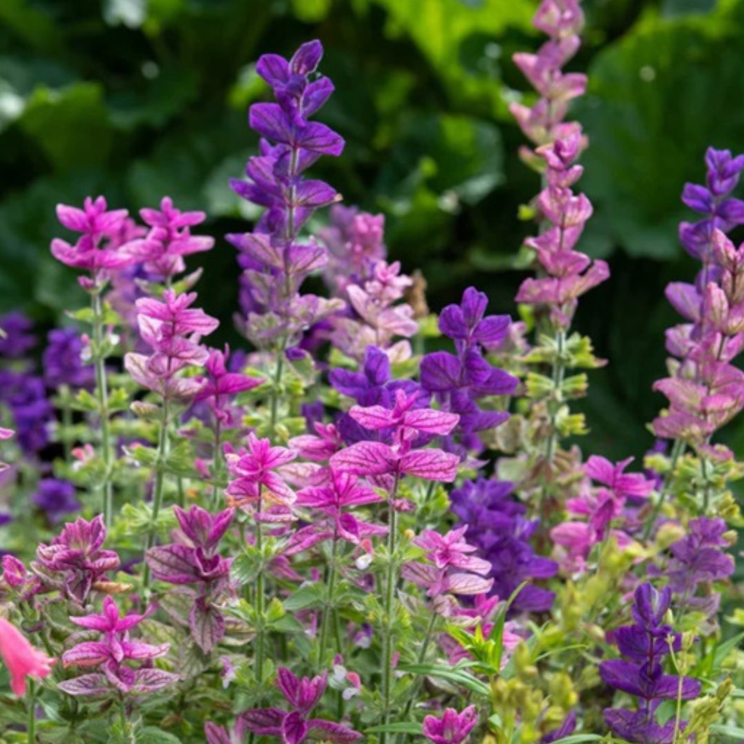 Clary Sage - America's Gardens Nursery