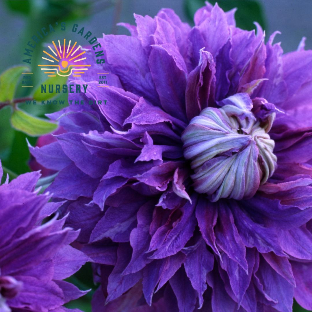 Clematis, Diamantina - America's Gardens Nursery