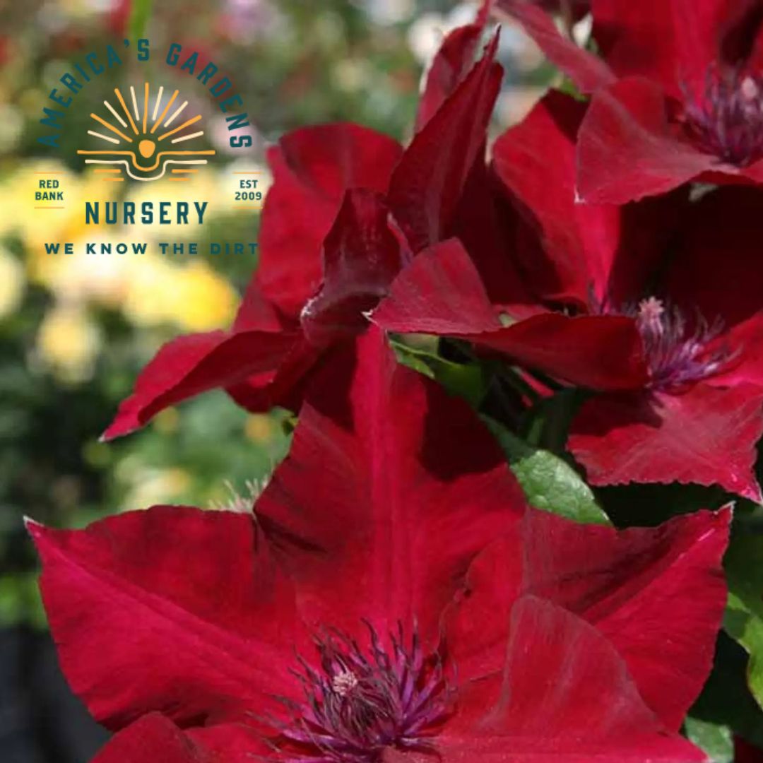 Clematis, Nubia - America's Gardens Nursery