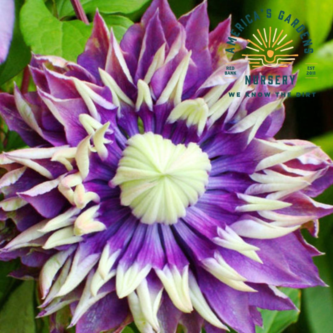 Clematis, Taiga - America's Gardens Nursery