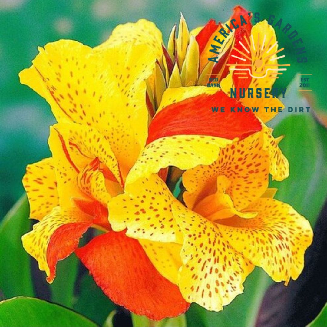 Cleopatra Canna Lily - America's Gardens Nursery