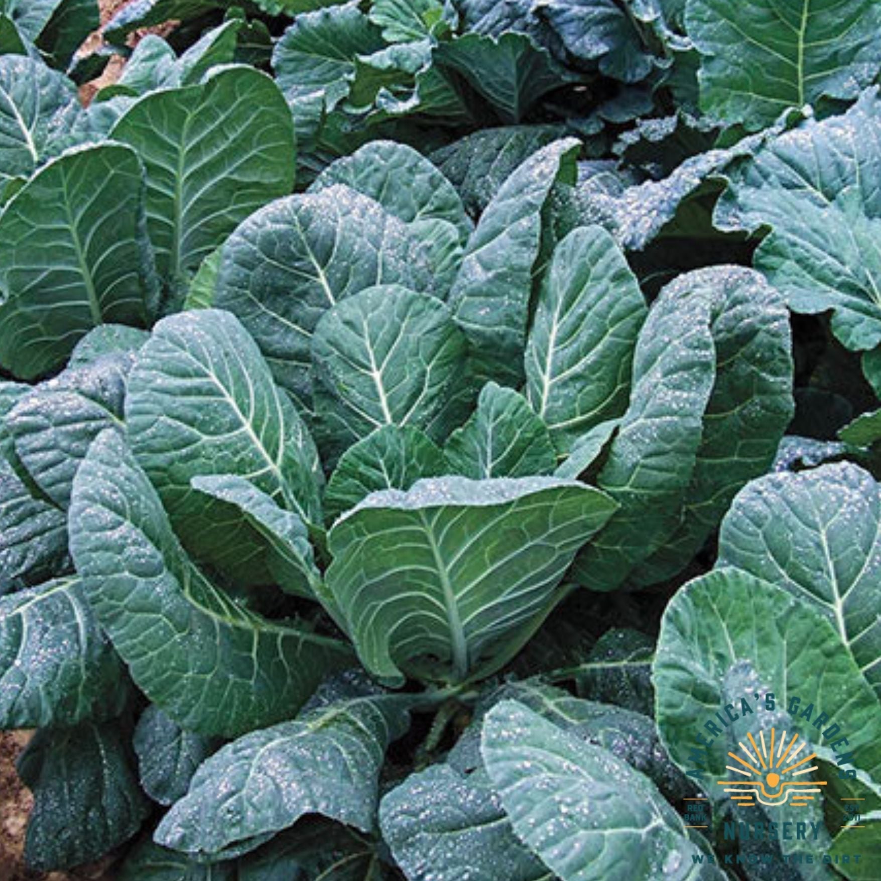 Collards Flash - America's Gardens Nursery