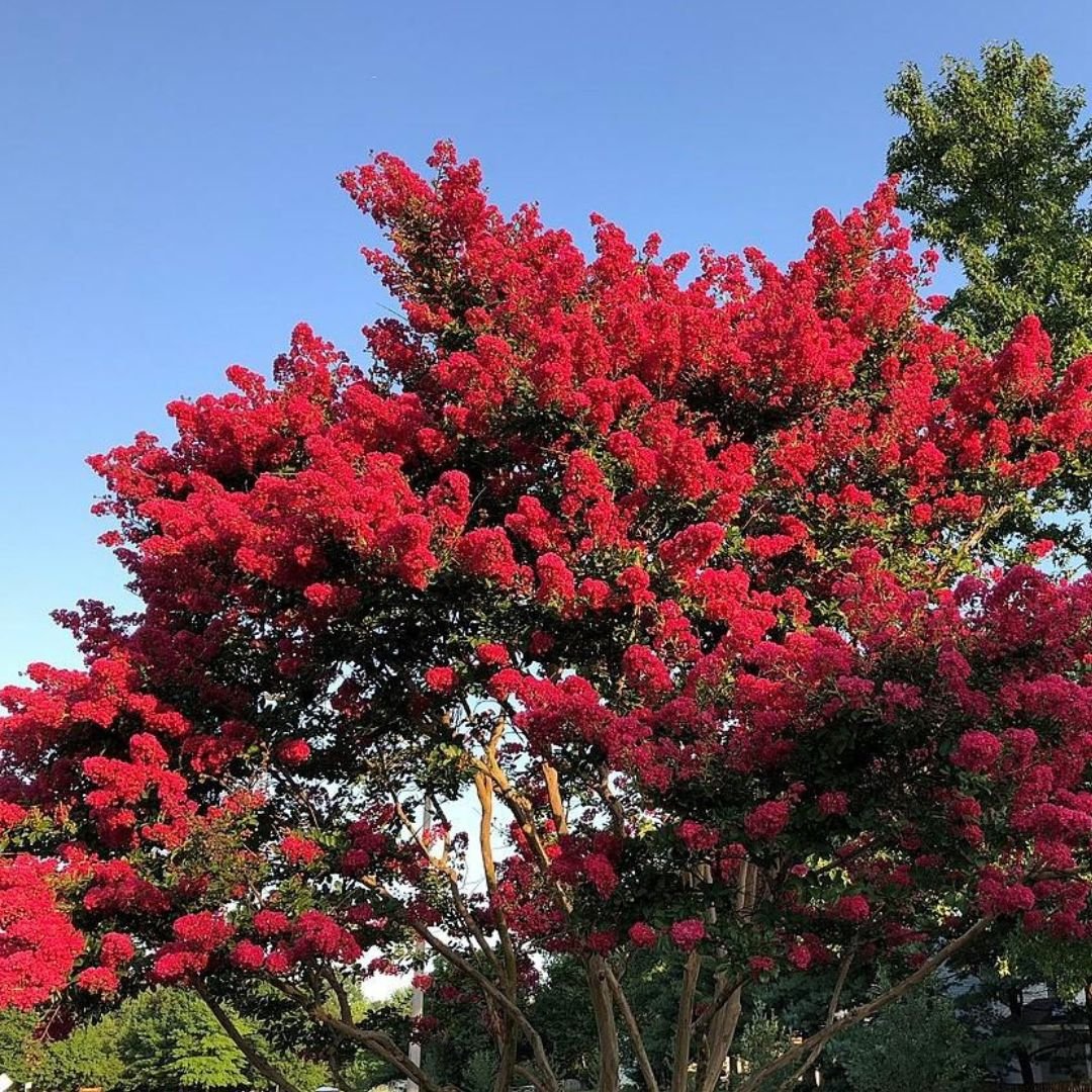 Colorama Scarlet Crepe Mytrle - America's Gardens Nursery