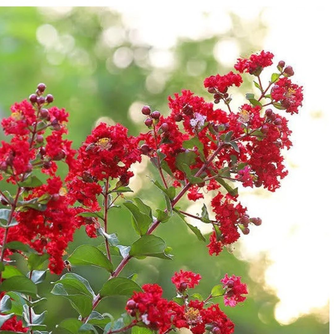 Colorama Scarlet Crepe Mytrle - America's Gardens Nursery