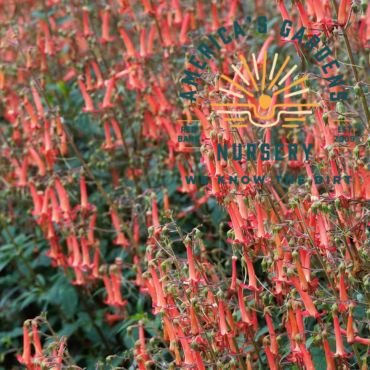 Colorburst Phygelius - America's Gardens Nursery