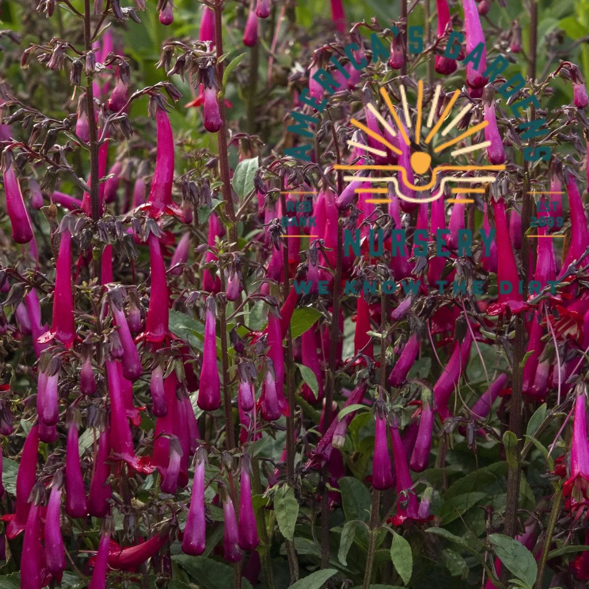 Colorburst Phygelius (Rose Cape Fuchsia) - America's Gardens Nursery