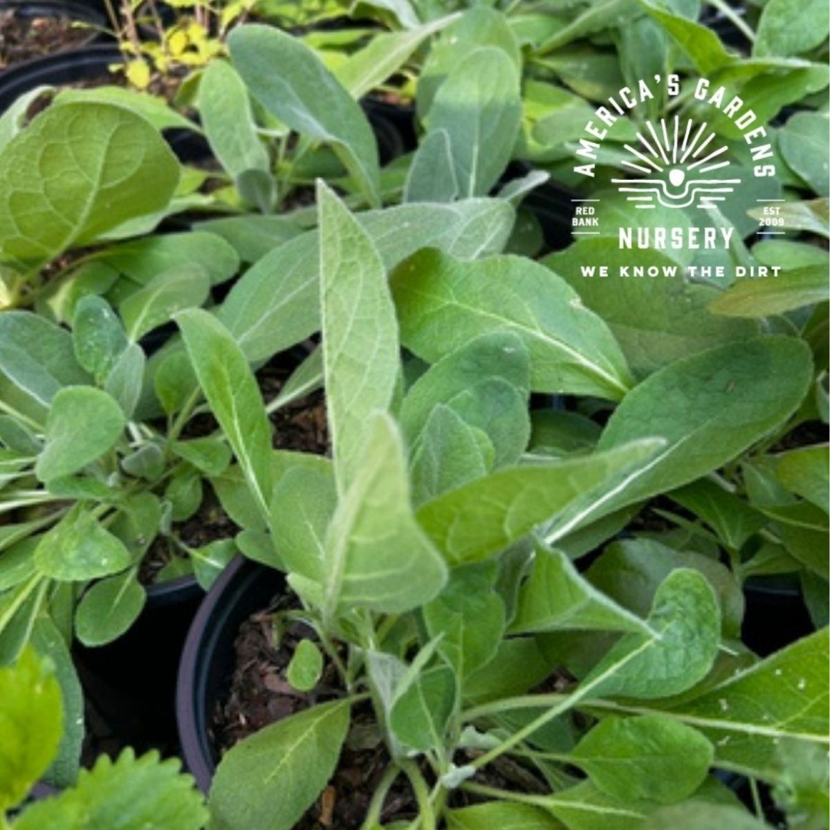 Common Mullein Plant - America's Gardens Nursery