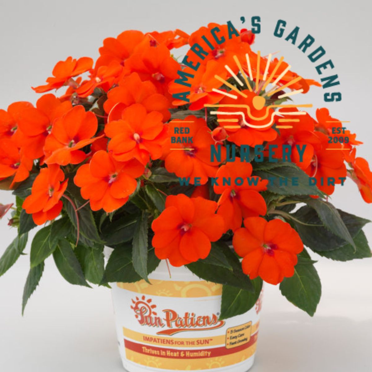 Compact SunPatiens New Guinea Impatiens - America's Gardens Nursery