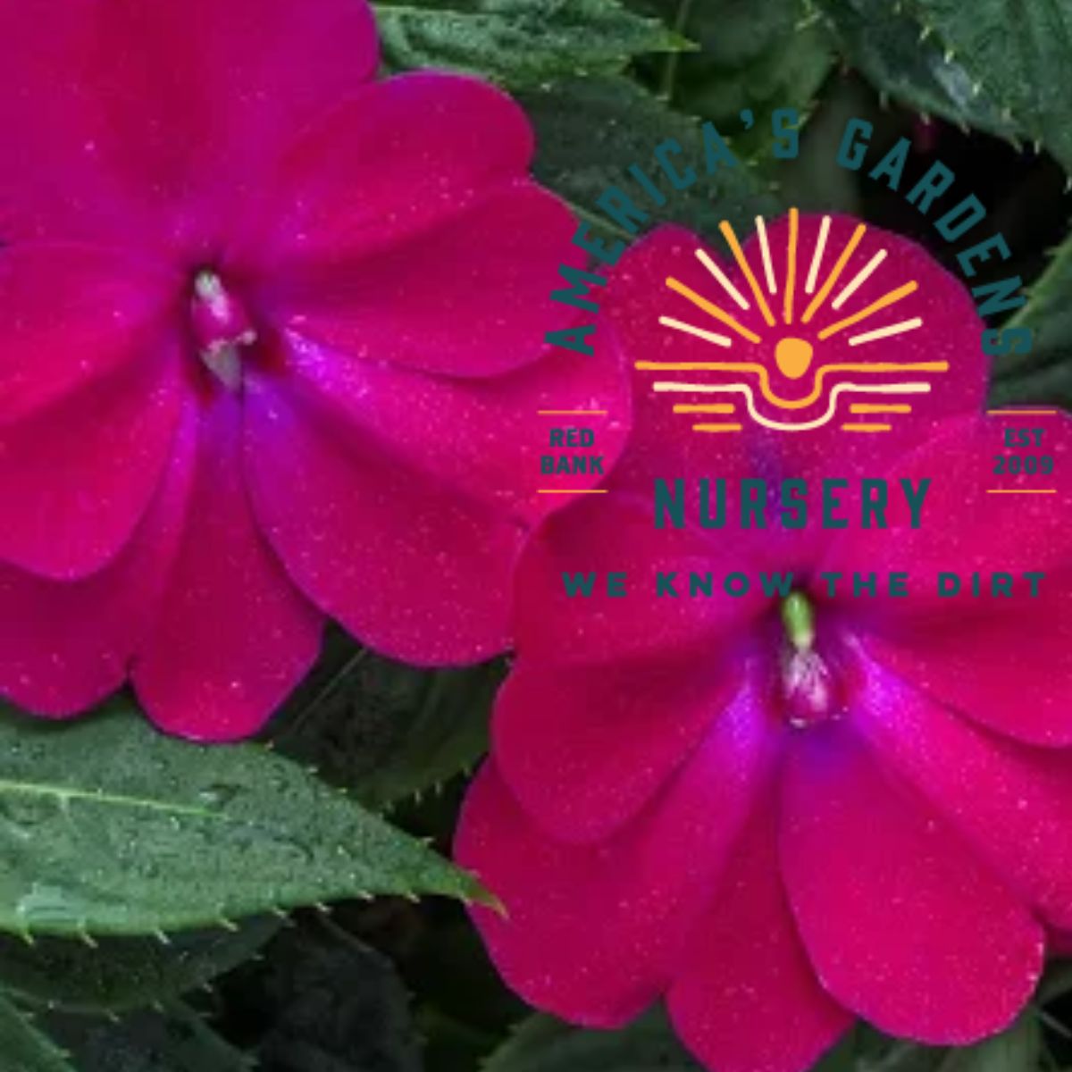 Compact SunPatiens New Guinea Impatiens - America's Gardens Nursery