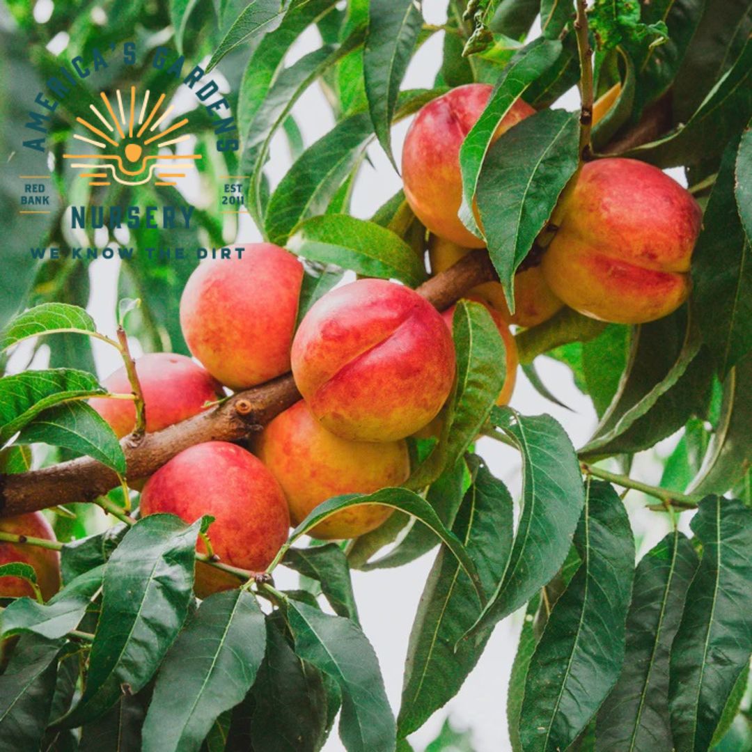 Contender Peach Tree - America's Gardens Nursery