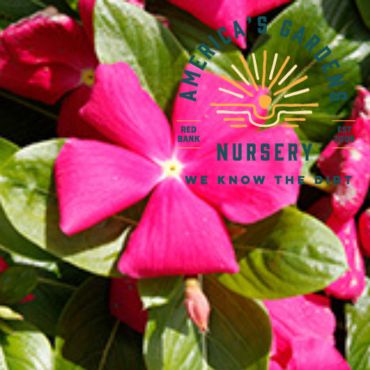 Cora Cascade Vinca - America's Gardens Nursery